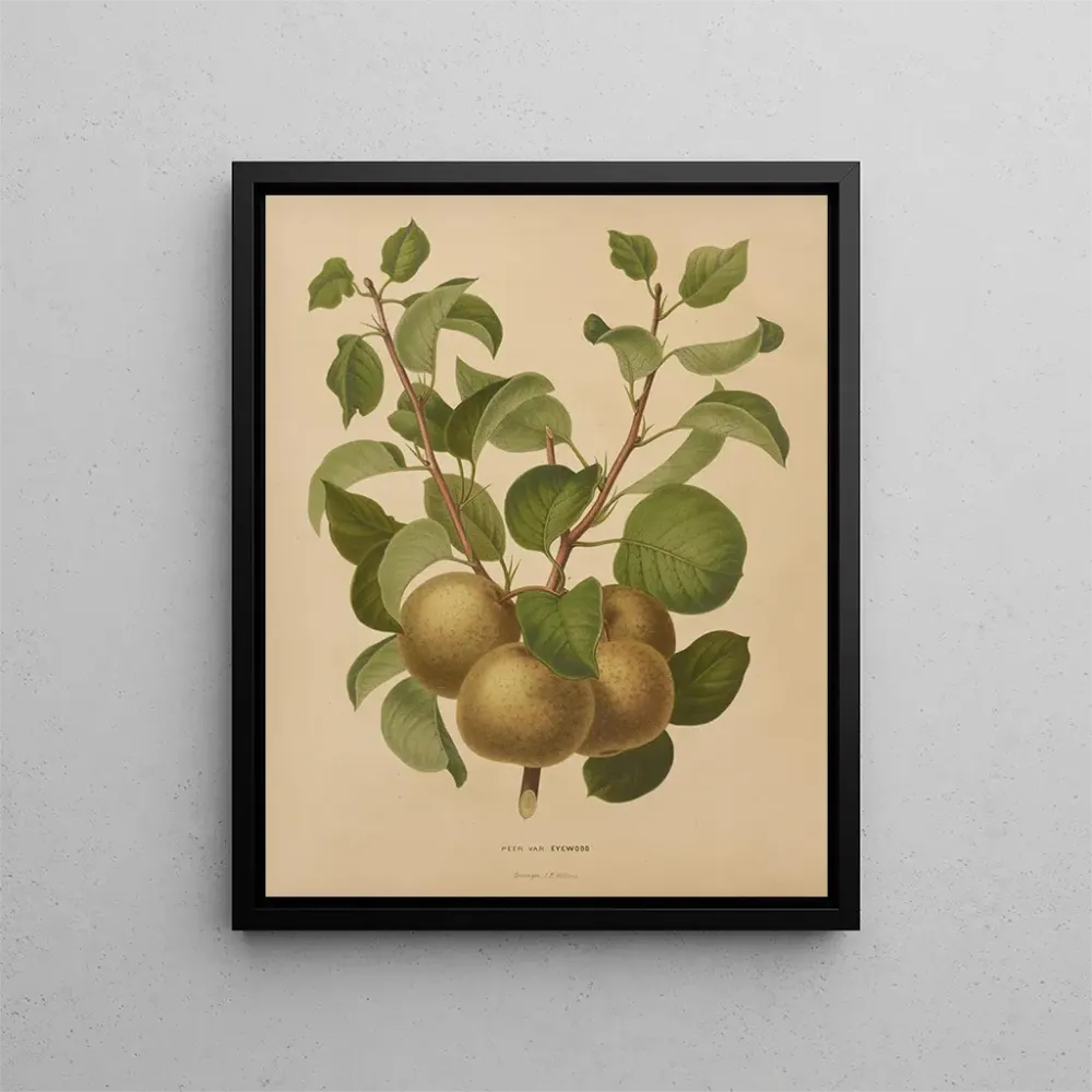 Maalaus Flore hollandaise et Pomone PL63 - Abraham Jacobus Wendel | Taidetuloste