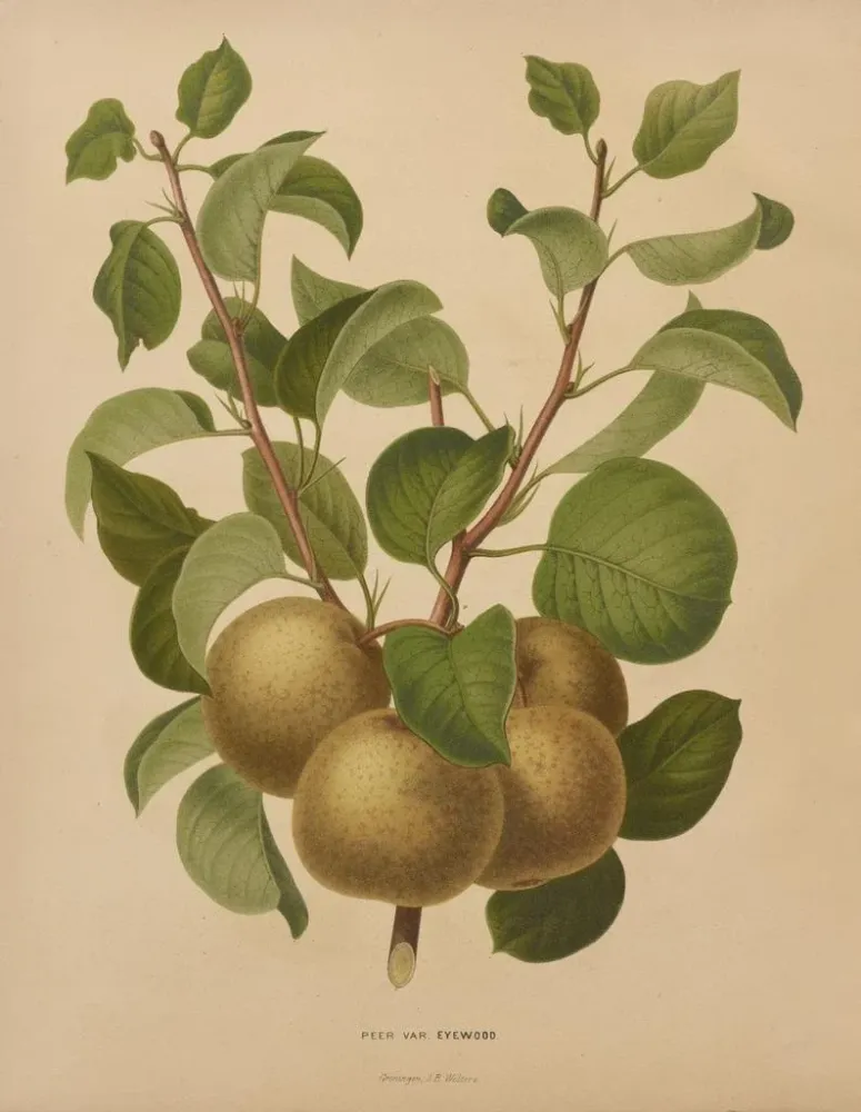 Maalaus Flore hollandaise et Pomone PL63 - Abraham Jacobus Wendel | Taidetuloste
