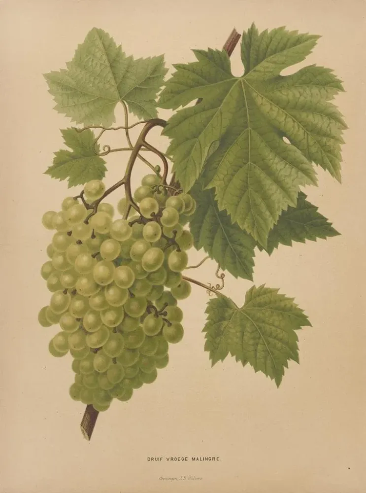 Maalaus Flore hollandaise et Pomone PL65 - Abraham Jacobus Wendel | Taidetuloste