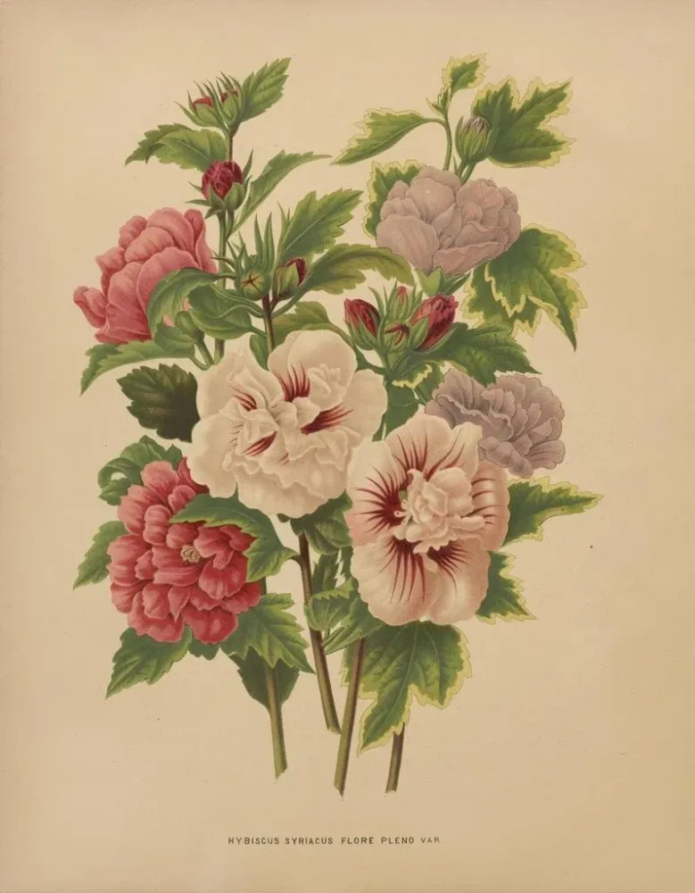 Maalaus Flore hollandaise et Pomone PL66 - Abraham Jacobus Wendel | Taidetuloste