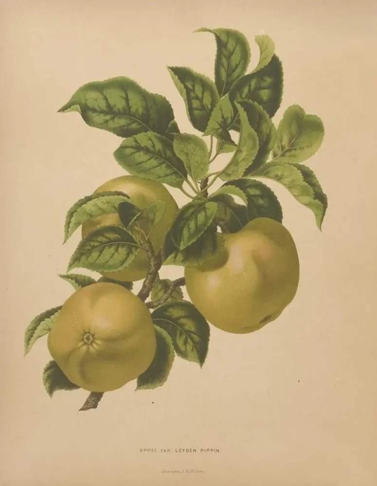 Maalaus Flore hollandaise et Pomone PL67 - Abraham Jacobus Wendel | Taidetuloste