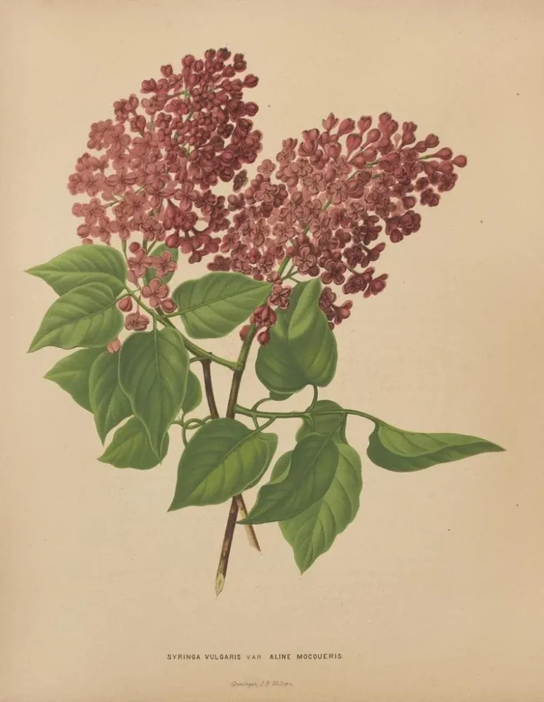 Maalaus Flore hollandaise et Pomone PL69 - Abraham Jacobus Wendel | Taidetuloste