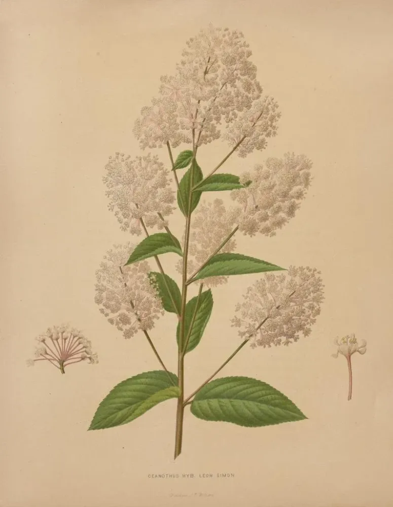 Maalaus Flore hollandaise et Pomone PL72 - Abraham Jacobus Wendel | Taidetuloste