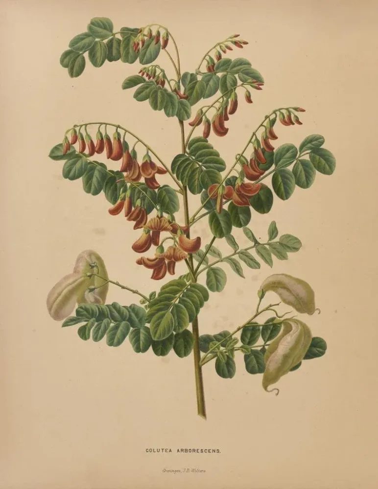 Maalaus Flore hollandaise et Pomone PL73 - Abraham Jacobus Wendel | Taidetuloste