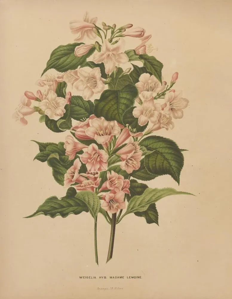 Maalaus Flore hollandaise et Pomone PL74 - Abraham Jacobus Wendel | Taidetuloste