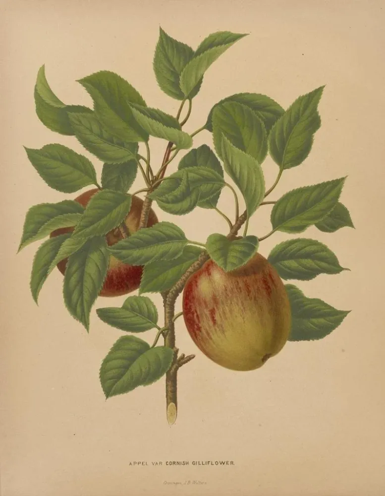 Maalaus Flore hollandaise et Pomone PL75 - Abraham Jacobus Wendel | Taidetuloste