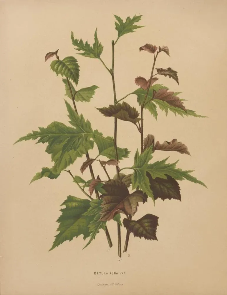 Maalaus Flore hollandaise et Pomone PL76 - Abraham Jacobus Wendel | Taidetuloste