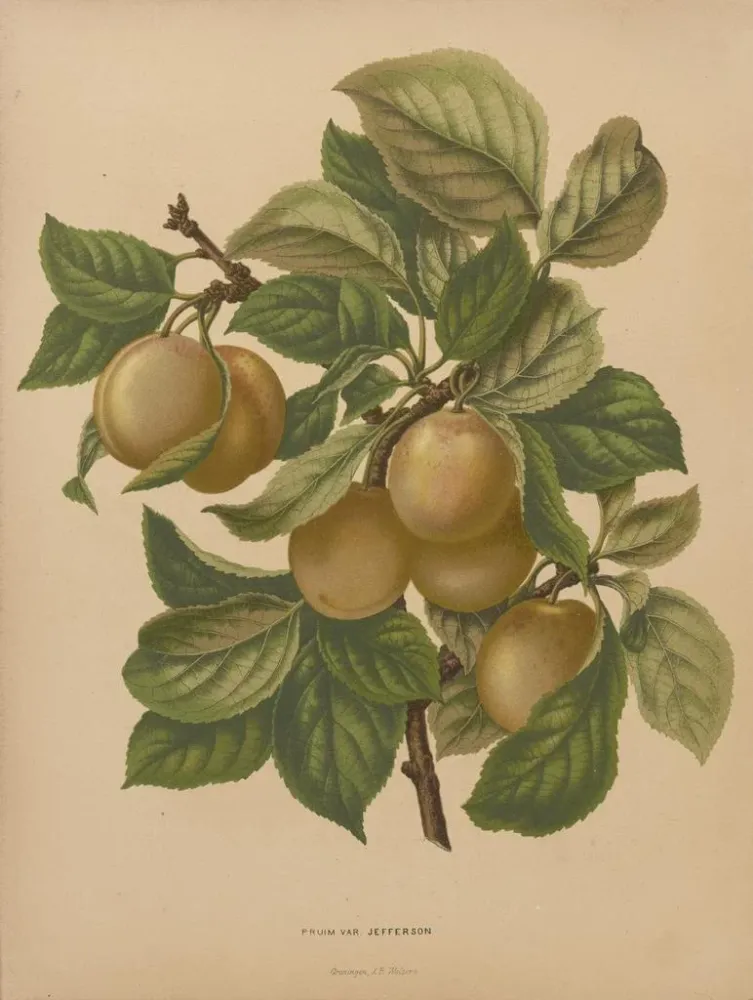 Maalaus Flore hollandaise et Pomone PL77 - Abraham Jacobus Wendel | Taidetuloste