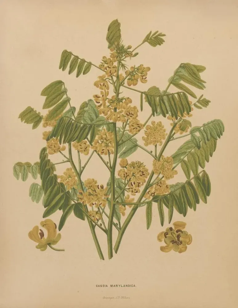 Maalaus Flore hollandaise et Pomone PL78 - Abraham Jacobus Wendel | Taidetuloste