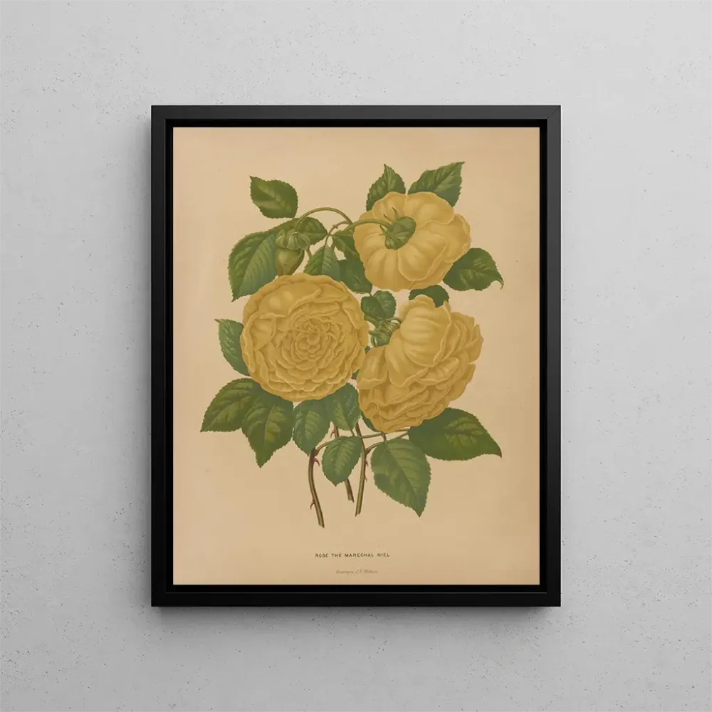 Maalaus Flore hollandaise et Pomone PL80 - Abraham Jacobus Wendel | Taidetuloste