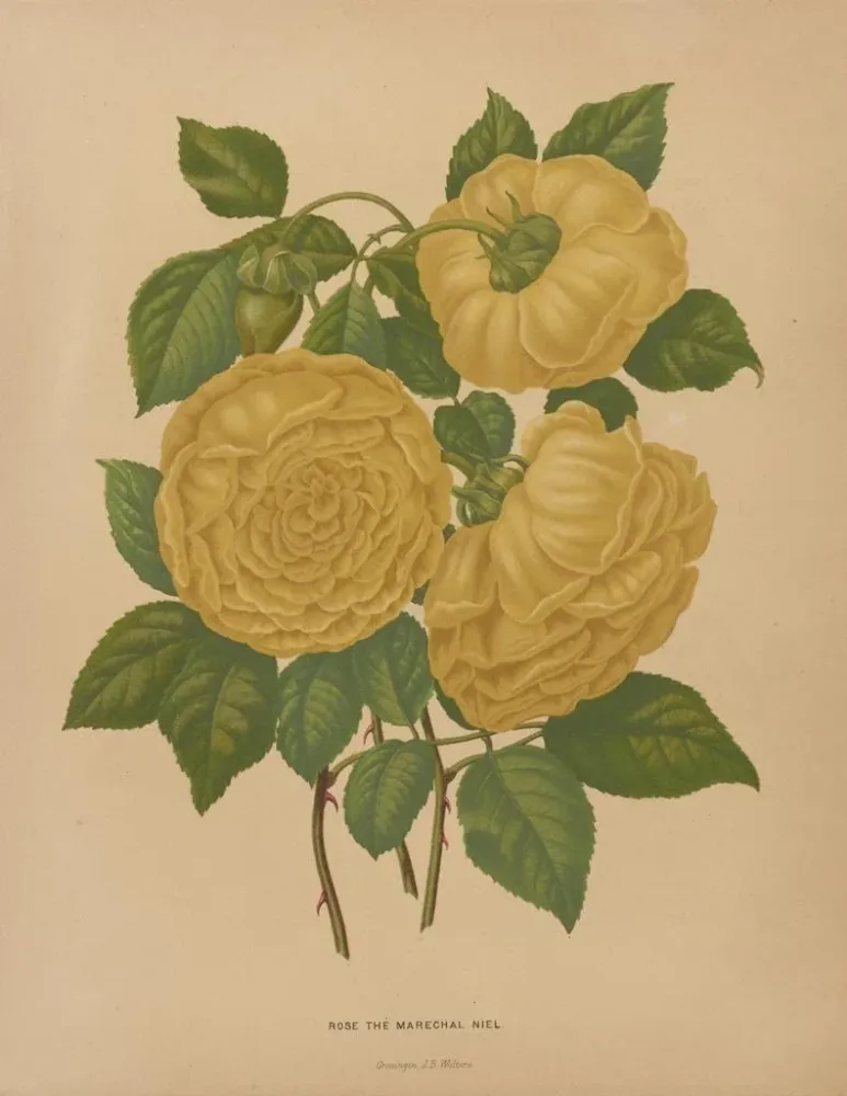 Maalaus Flore hollandaise et Pomone PL80 - Abraham Jacobus Wendel | Taidetuloste