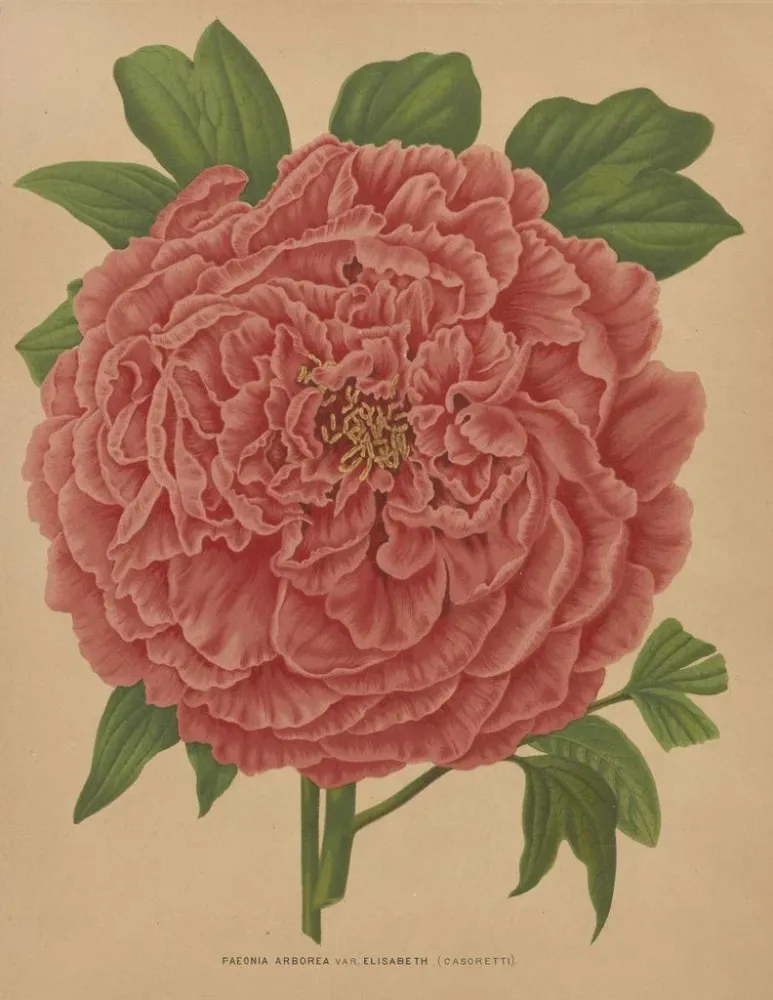 Maalaus Flore hollandaise et Pomone PL81 - Abraham Jacobus Wendel | Taidetuloste