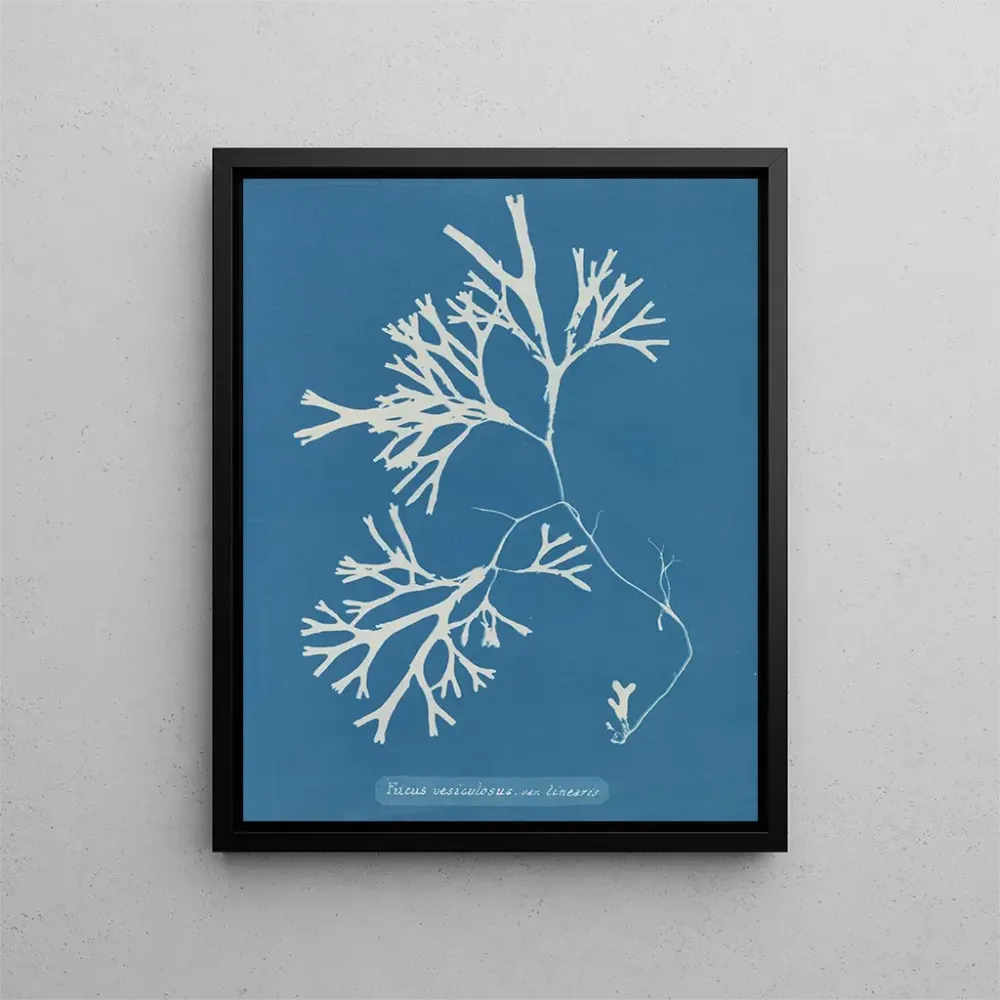 Maalaus Fucus vesiculosus var. linéaire - Anna Atkins | Taidetuloste