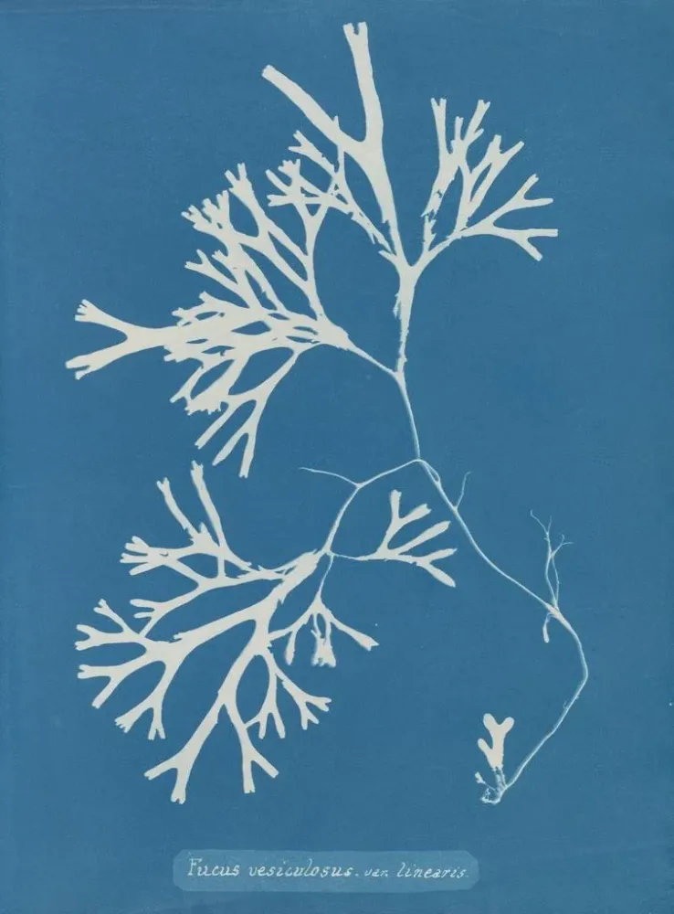 Maalaus Fucus vesiculosus var. linéaire - Anna Atkins | Taidetuloste
