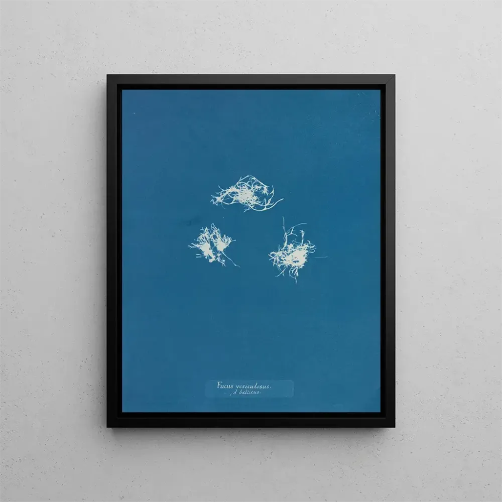 Maalaus Fucus vesiculosus vastaan balticus - Anna Atkins | Taidetuloste