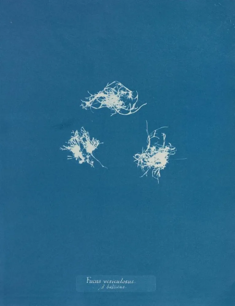 Maalaus Fucus vesiculosus vastaan balticus - Anna Atkins | Taidetuloste