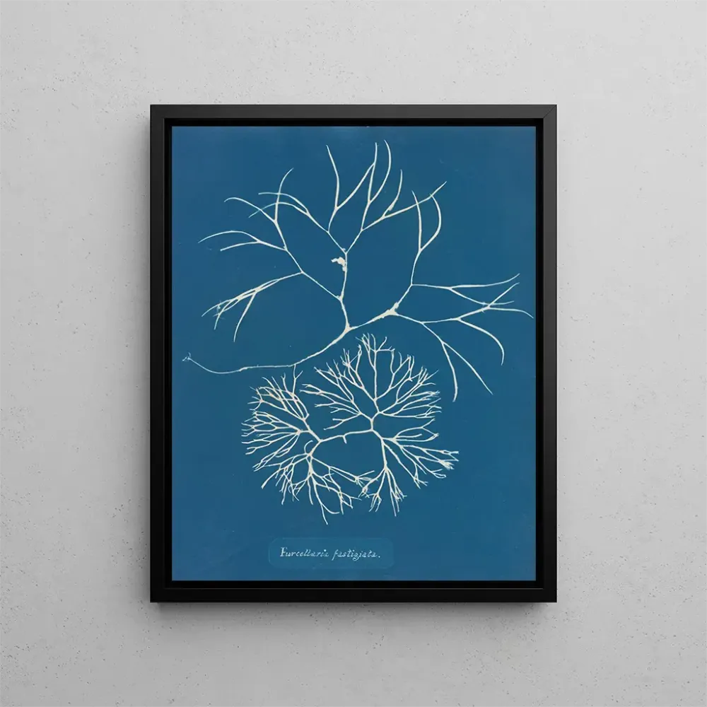 Maalaus Furcellaria fastigiata - Anna Atkins | Taidetuloste
