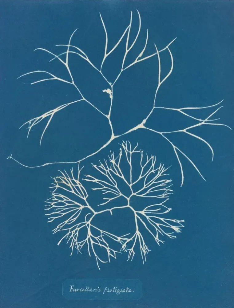 Maalaus Furcellaria fastigiata - Anna Atkins | Taidetuloste