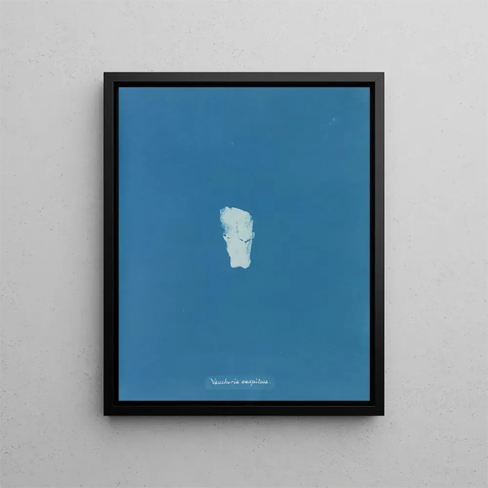 Maalaus Gazon de Vaucheria - Anna Atkins | Taidetuloste