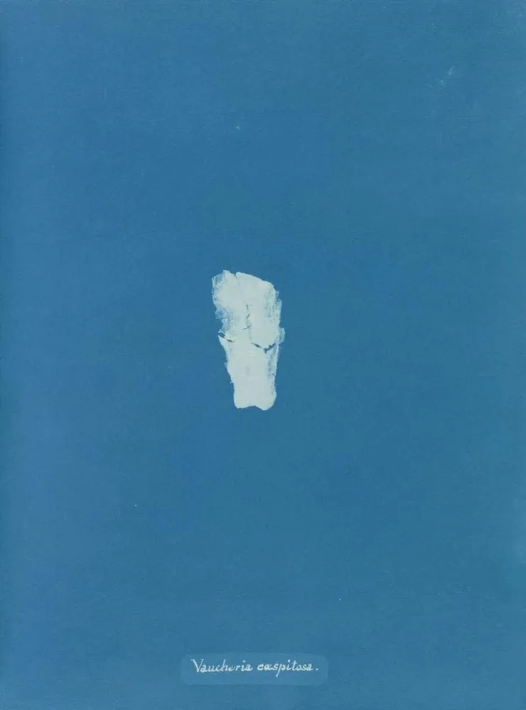 Maalaus Gazon de Vaucheria - Anna Atkins | Taidetuloste