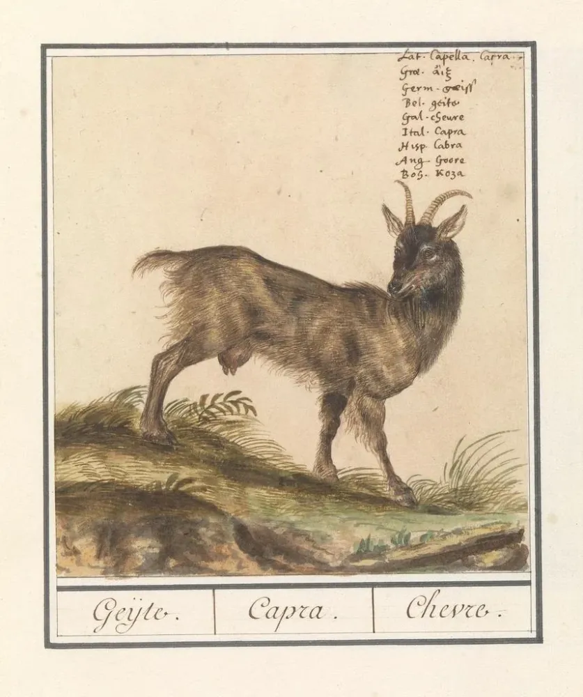 Maalaus Geit Capra hircus Geijte Capra Chèvre - Anselmus Botius de Boodt | Taidetuloste