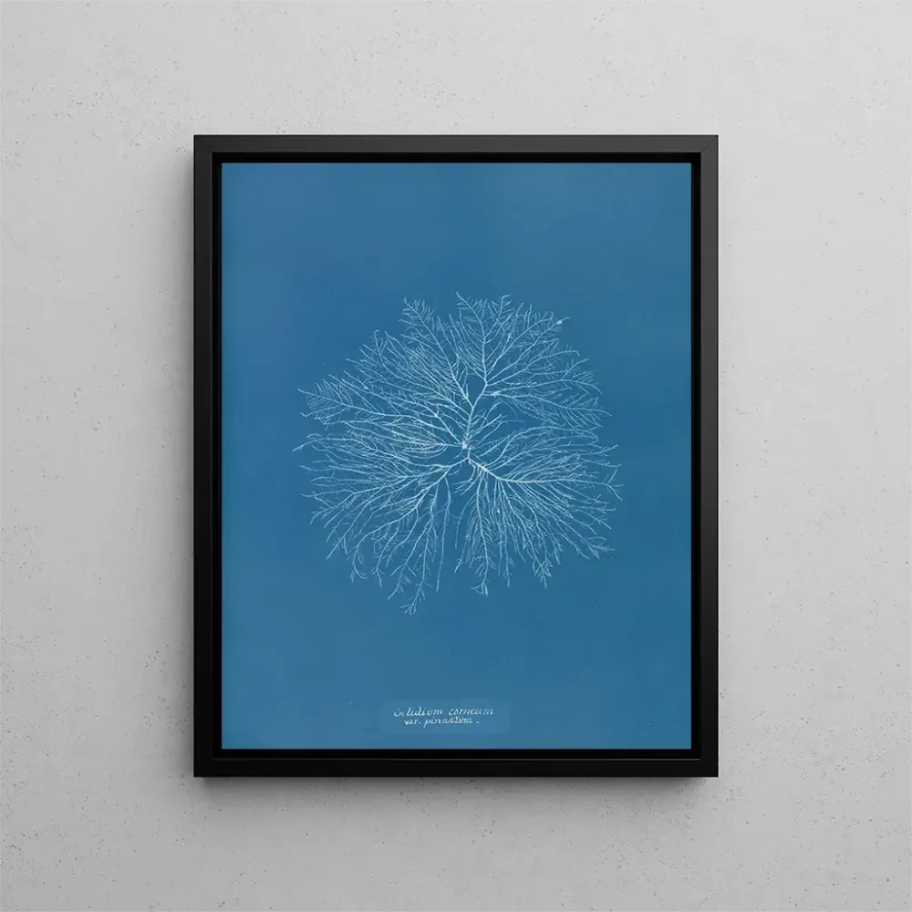 Maalaus Gelideum corneum penné var. - Anna Atkins | Taidetuloste