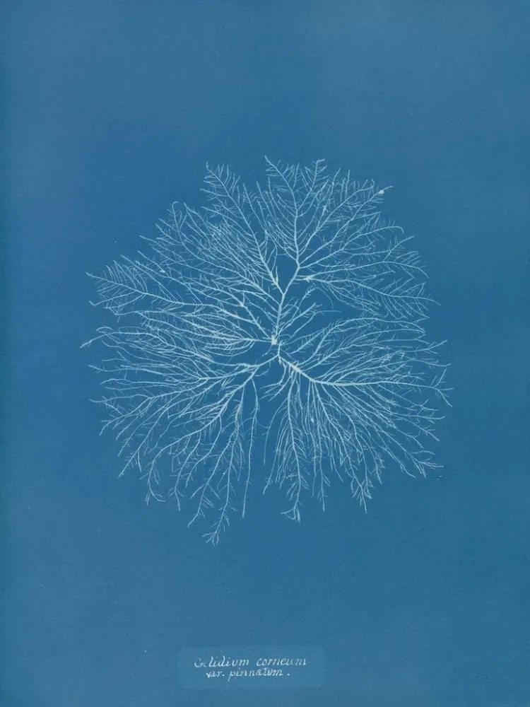 Maalaus Gelideum corneum penné var. - Anna Atkins | Taidetuloste