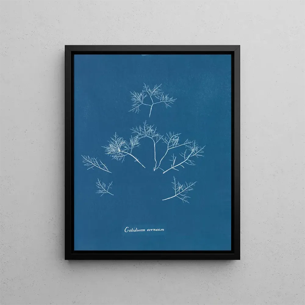 Maalaus Gelures cornéennes - Anna Atkins | Taidetuloste