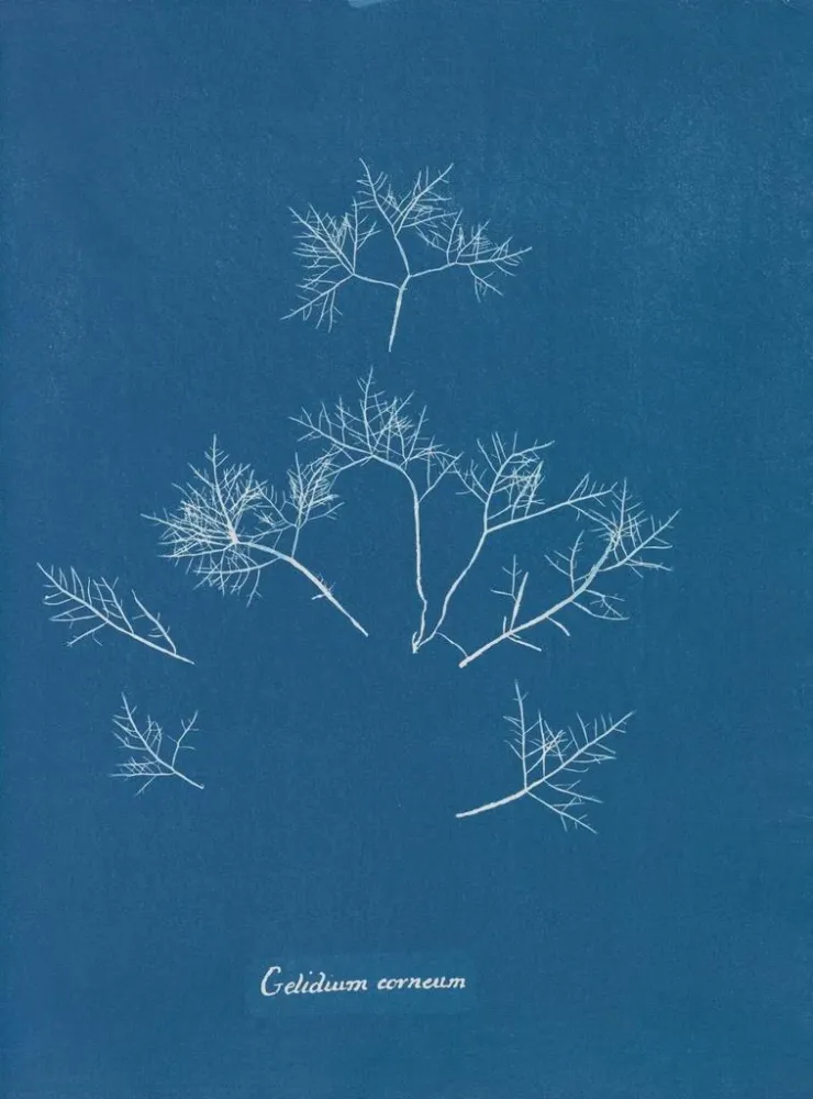 Maalaus Gelures cornéennes - Anna Atkins | Taidetuloste