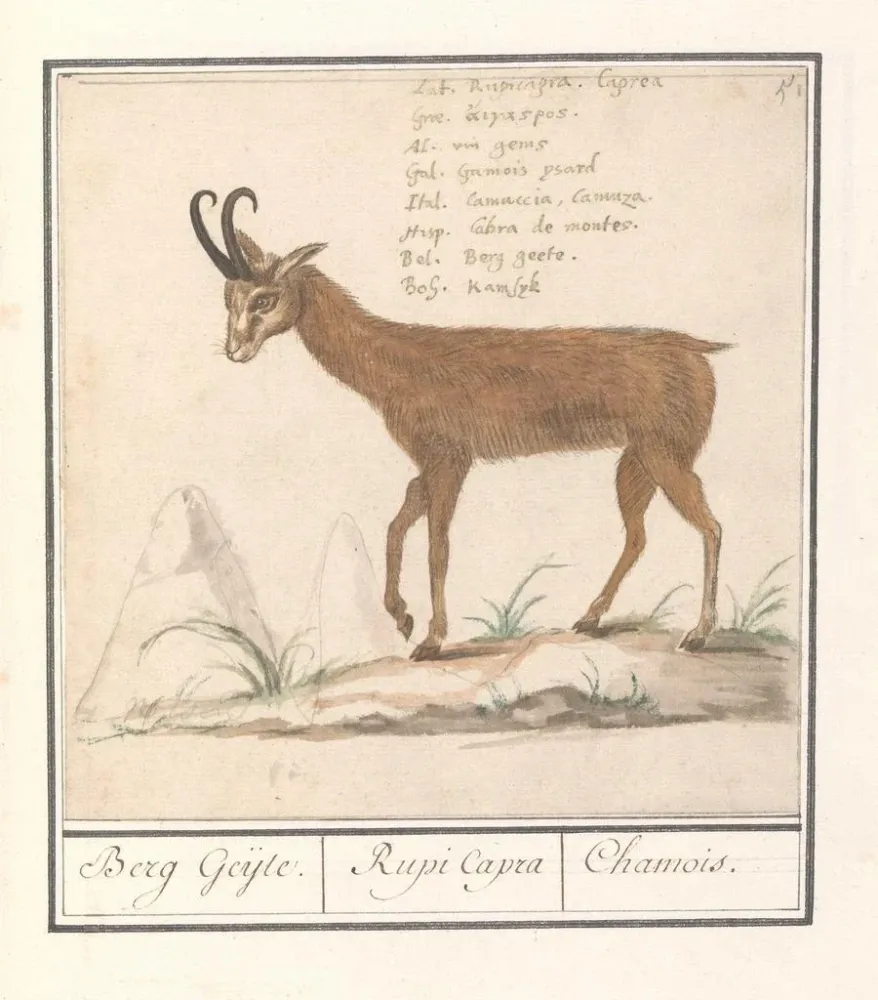 Maalaus Gemmes Rupicapra rupicapra Berg Geijte Rupi Capra Chamois - Anselmus Botius de Boodt | Taidetuloste