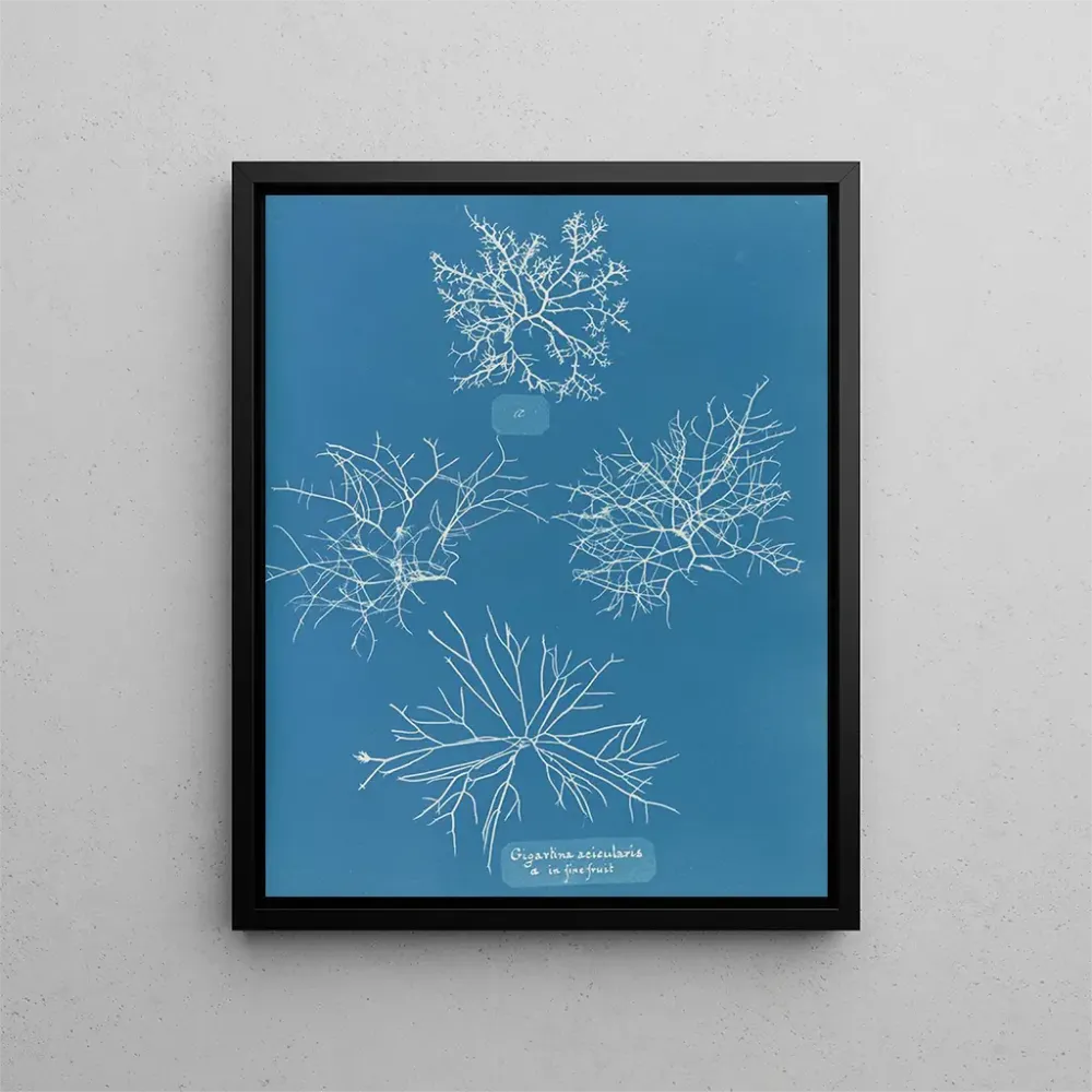 Maalaus Gigartina acicularis de beaux fruits - Anna Atkins | Taidetuloste