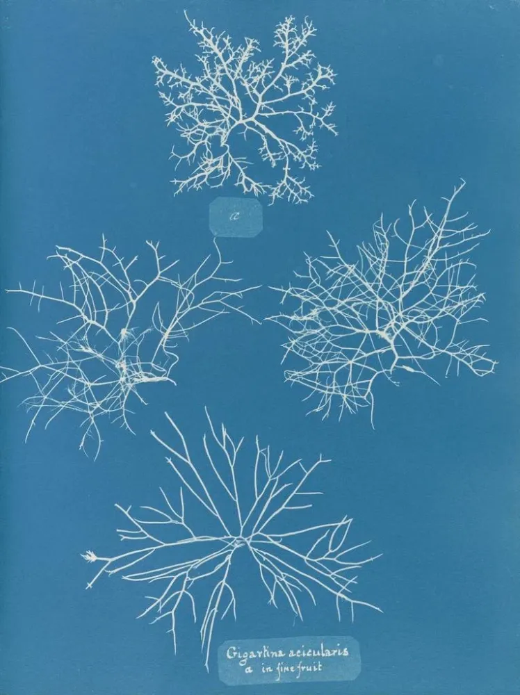 Maalaus Gigartina acicularis de beaux fruits - Anna Atkins | Taidetuloste