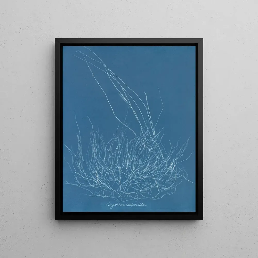 Maalaus Gigartina confervoides - Anna Atkins | Taidetuloste