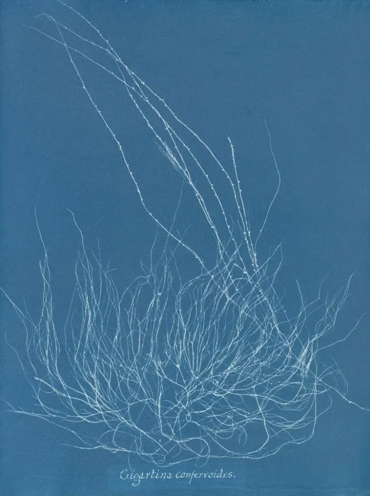 Maalaus Gigartina confervoides - Anna Atkins | Taidetuloste