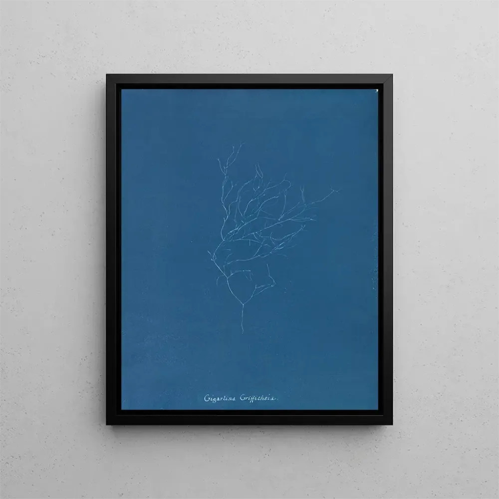 Maalaus Gigartina Griffithsiae - Anna Atkins | Taidetuloste