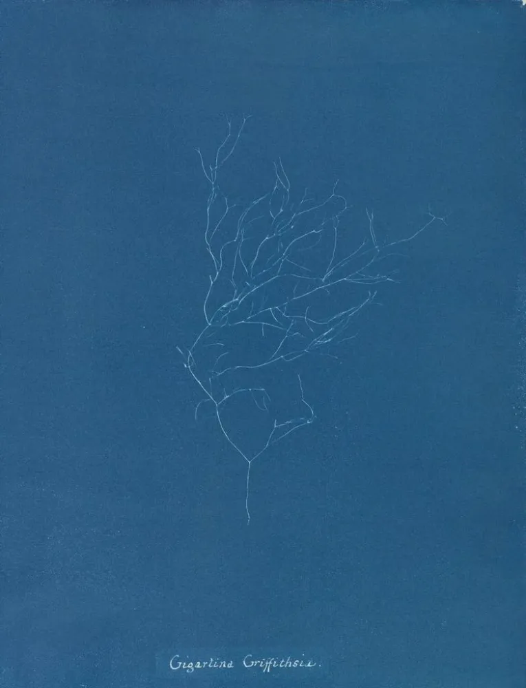 Maalaus Gigartina Griffithsiae - Anna Atkins | Taidetuloste