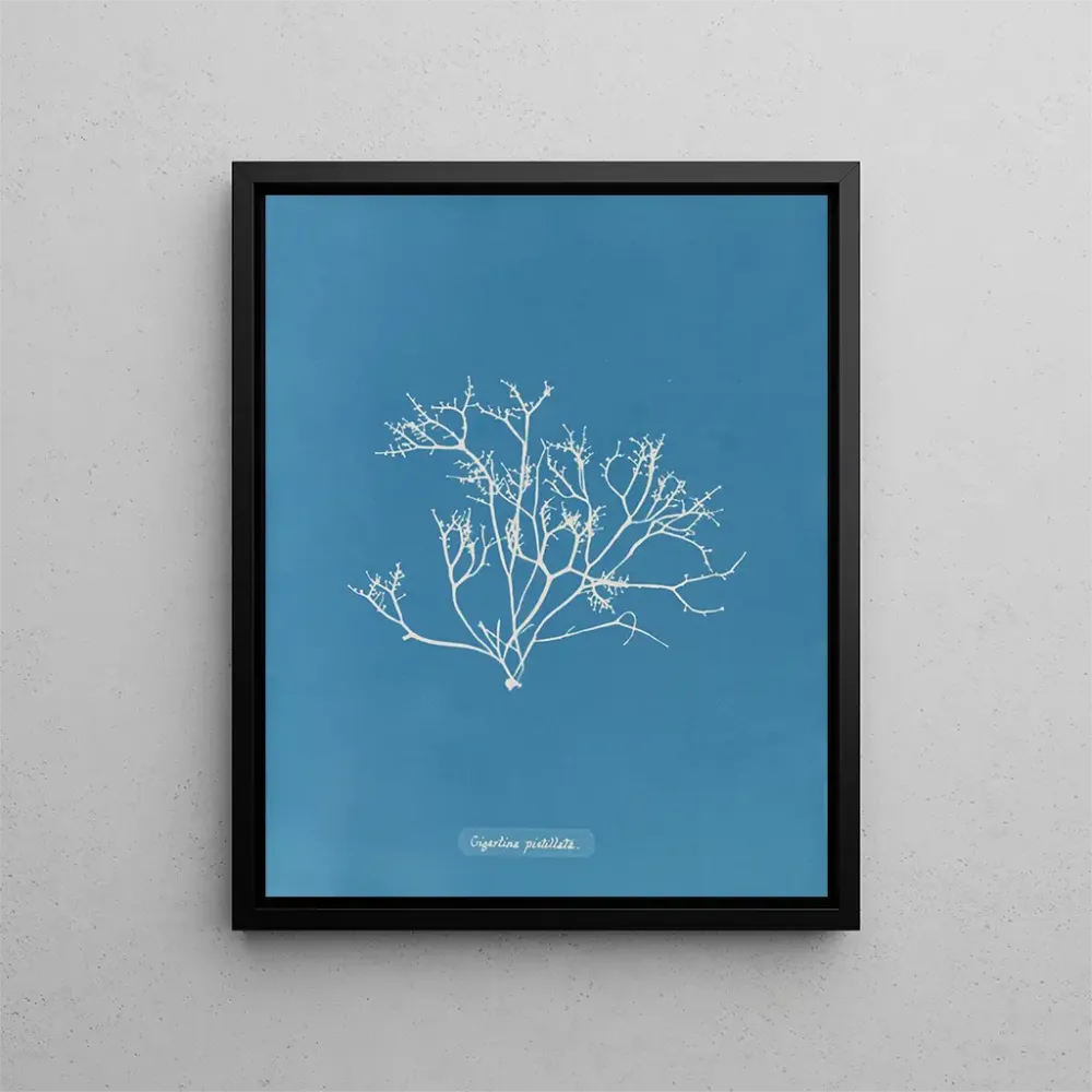 Maalaus Gigartina pistillata - Anna Atkins | Taidetuloste