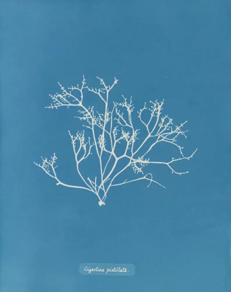Maalaus Gigartina pistillata - Anna Atkins | Taidetuloste