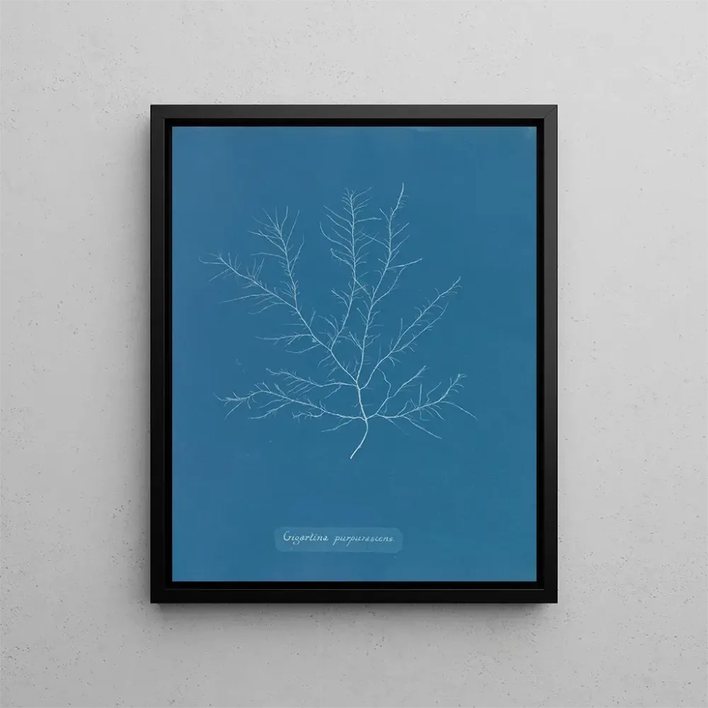 Maalaus Gigartina purpurascens - Anna Atkins | Taidetuloste