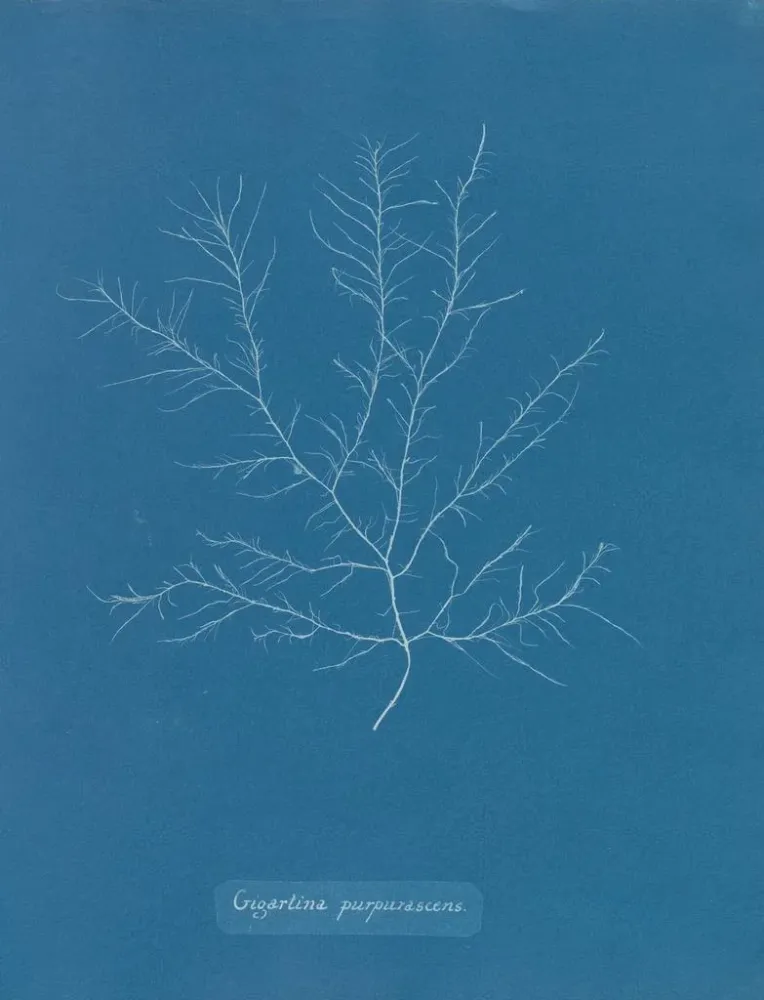 Maalaus Gigartina purpurascens - Anna Atkins | Taidetuloste