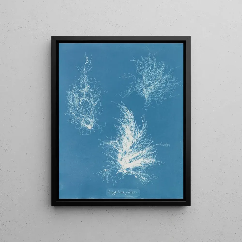 Maalaus Gigartina taiteltu - Anna Atkins | Taidetuloste