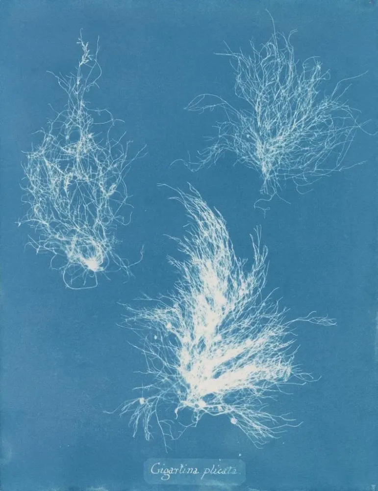 Maalaus Gigartina taiteltu - Anna Atkins | Taidetuloste