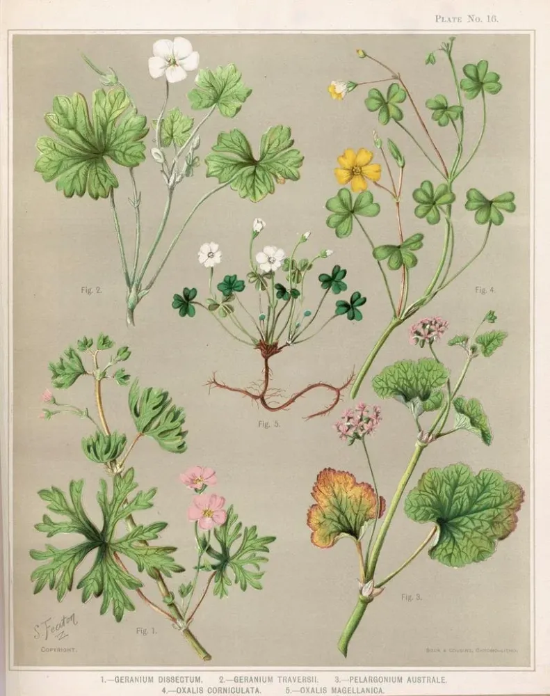 Maalaus 1 Géranium dissectum 2 Géranium traversii 3 Pélargonium australe 4 Oxalis corniculata 5 Oxalis magellanica - Sarah...