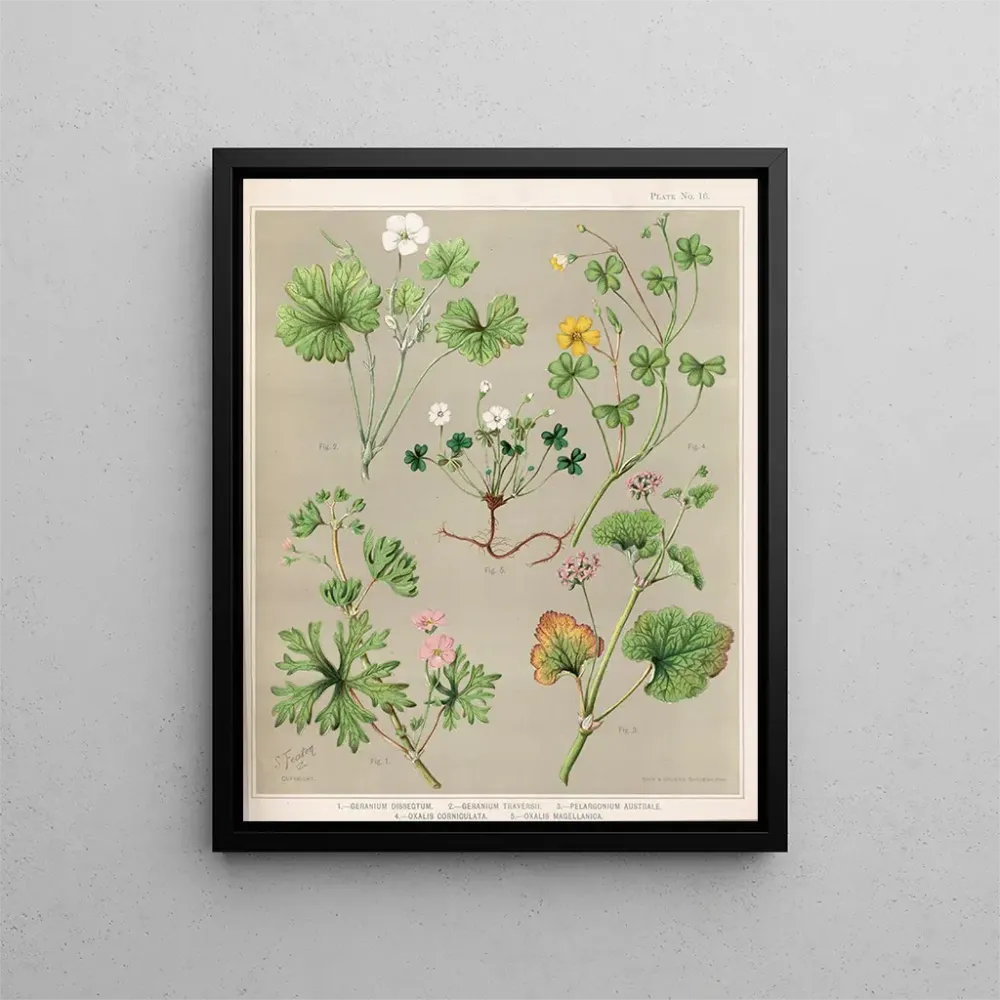Maalaus 1 Géranium dissectum 2 Géranium traversii 3 Pélargonium australe 4 Oxalis corniculata 5 Oxalis magellanica - Sarah...