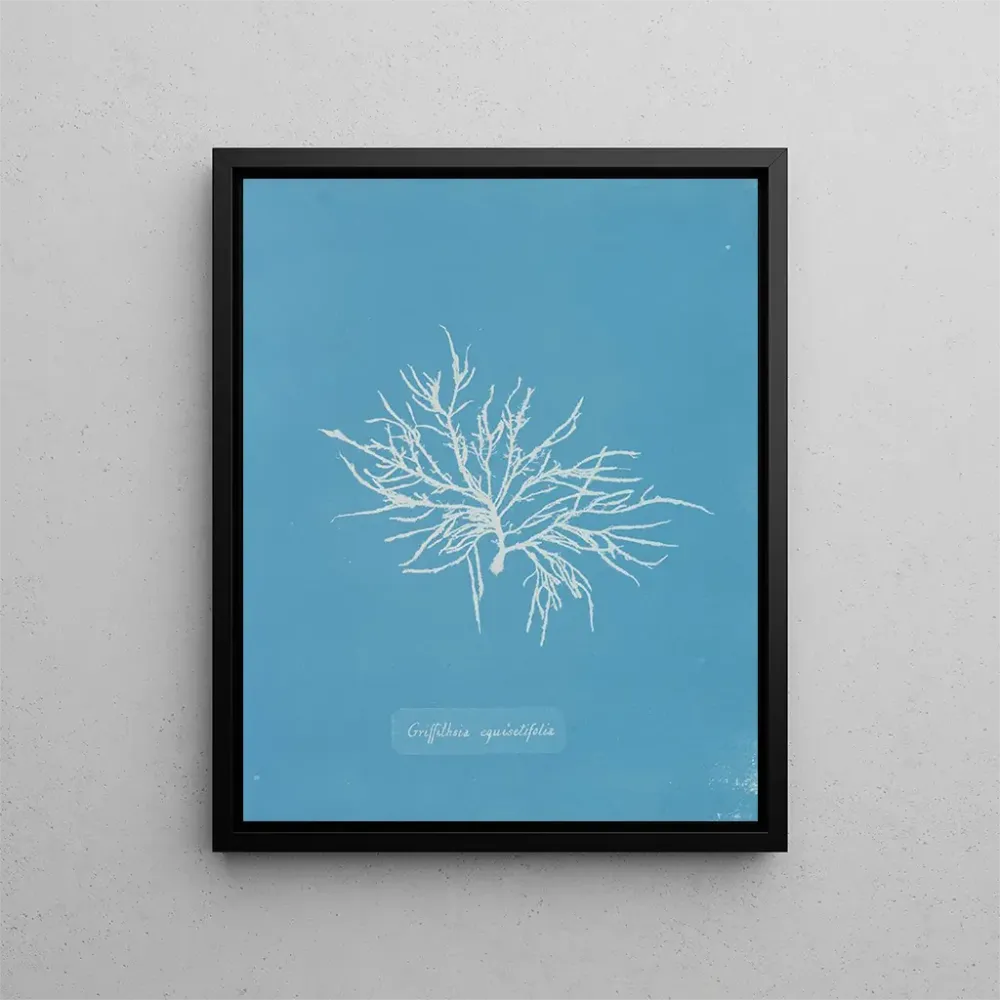 Maalaus Griffithsia equisetifolia - Anna Atkins | Taidetuloste