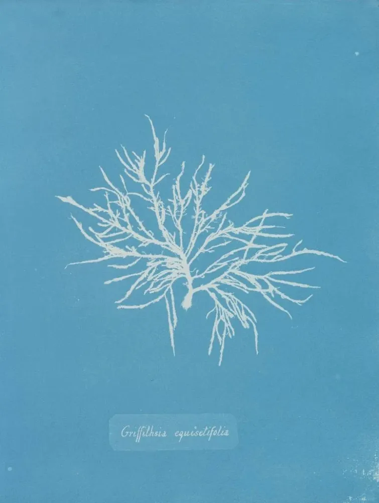Maalaus Griffithsia equisetifolia - Anna Atkins | Taidetuloste