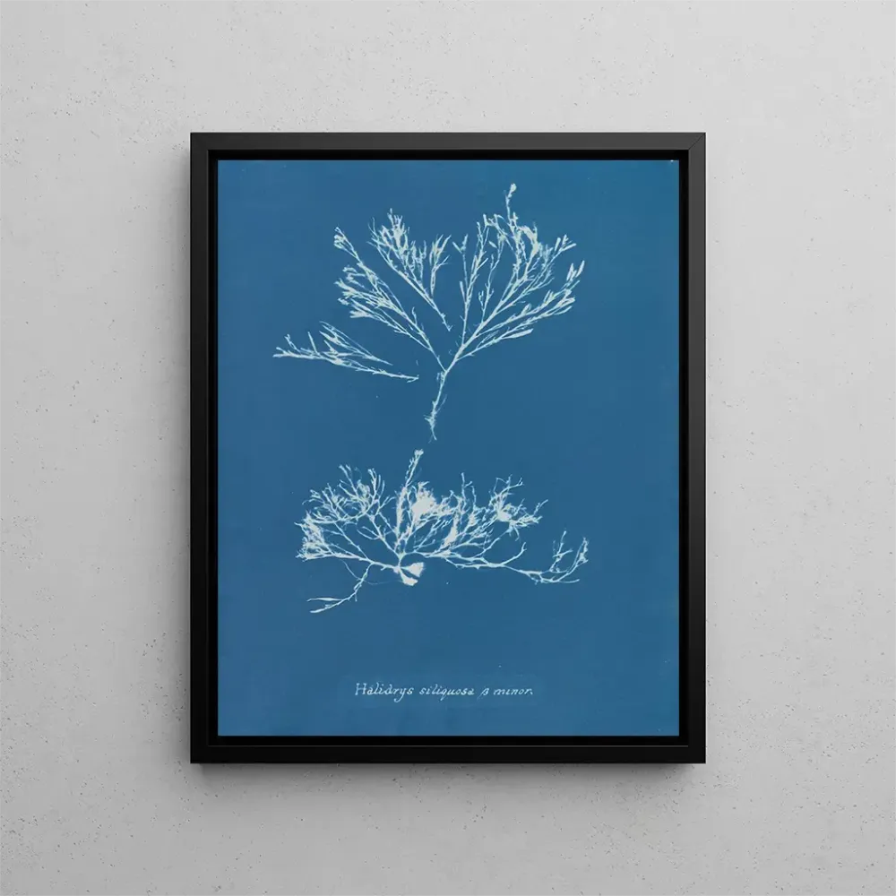 Maalaus Halidrys siliquosa - Anna Atkins | Taidetuloste