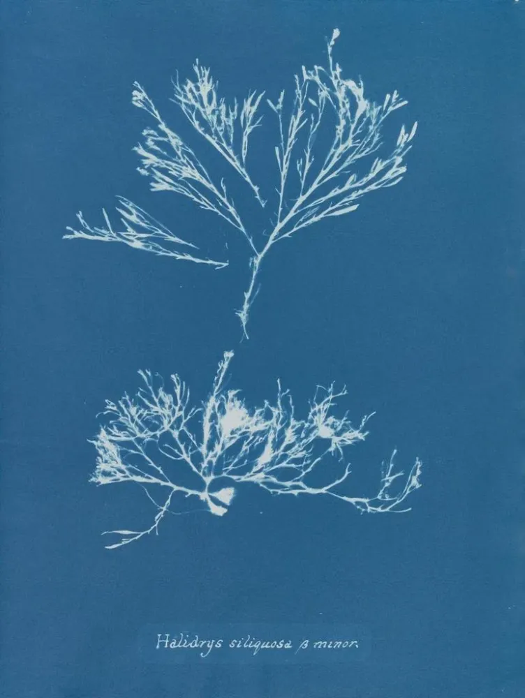 Maalaus Halidrys siliquosa - Anna Atkins | Taidetuloste