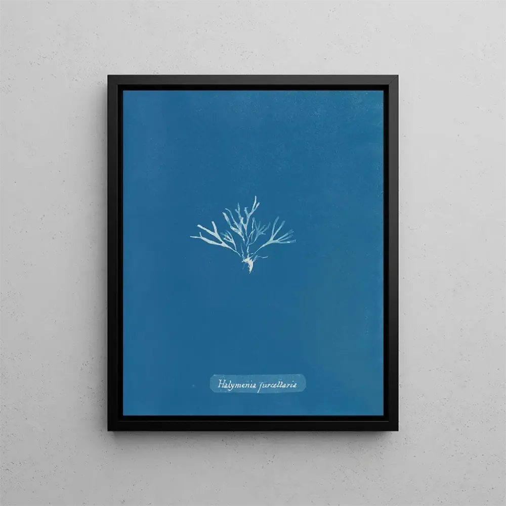 Maalaus Halymenia furcellaria - Anna Atkins | Taidetuloste