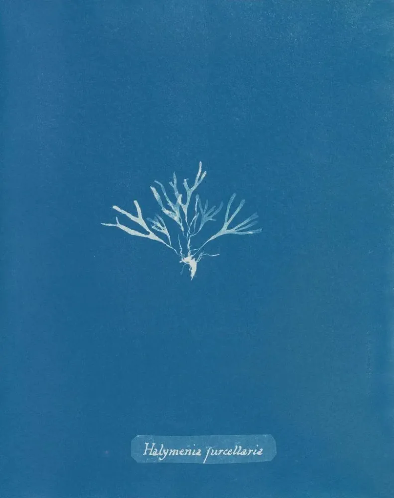 Maalaus Halymenia furcellaria - Anna Atkins | Taidetuloste